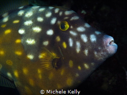 Whitespotted filefish under a ledge by Michele Kelly 